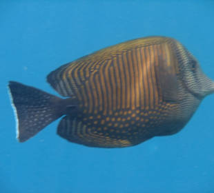 Indischer Segelflossendoktor