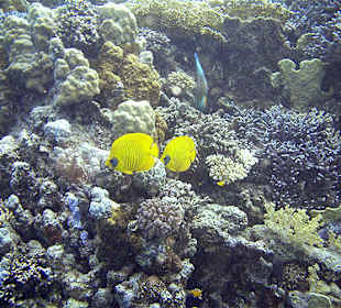 Maskenfalterfische am Hausriff