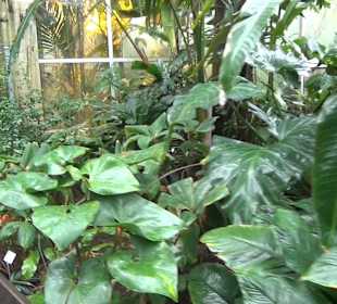 Tropicarium - Feuchte Tropen