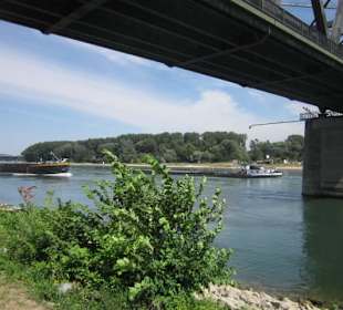 Am Rhein in Germersheim