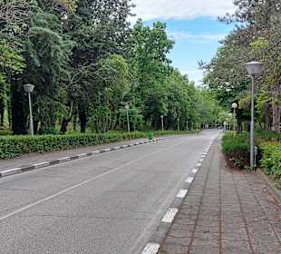 Albena 