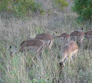 Krüger Nationalpark