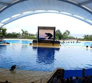 Orca Show