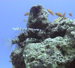 Ein schlafender Rotfeuerfisch