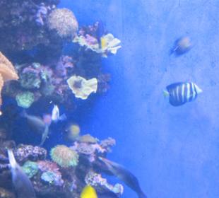 Palma Aquarium