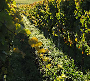 Wandern Bad Dürkheim