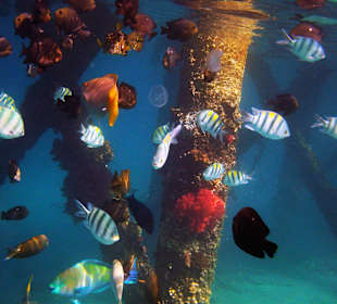 Snurki przy hotelowym pomoście