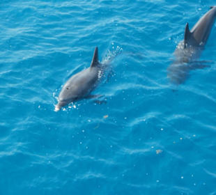 Einfach Toll anzusehen