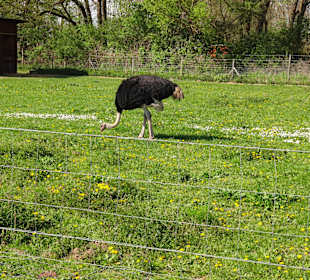 Straußenfarm Mhou Rülzheim