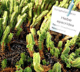 Impressionen aus dem Botanischen Garten