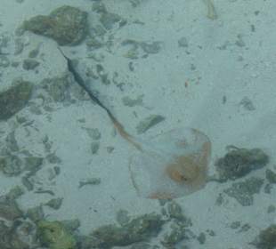 Sundowners Bar Bandos Island