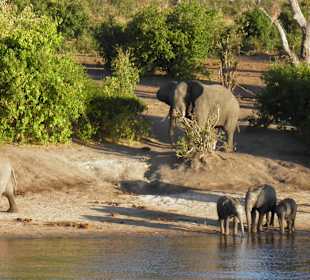 Im Chobe Nationalpark
