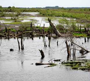 Abgestorbene Bäume in der Wiedervernässungszone