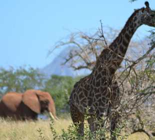Elefant und Griraffe