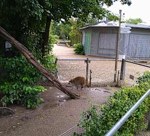 Wild Park Waldhaus Mehlmeisel