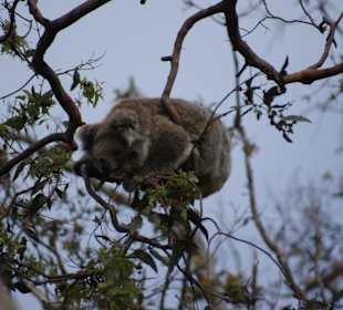 Tierbeobachtung im Otway NP