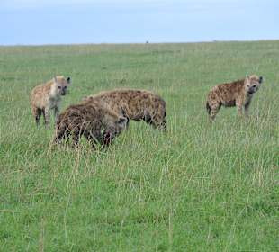Safari Masai Mara