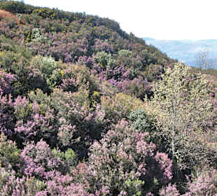 Stadtrundgang Villafranca del Bierzo