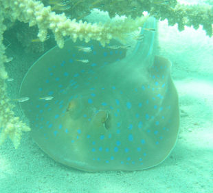 Direkt am Hausriff beim Schnorcheln aufgenommen