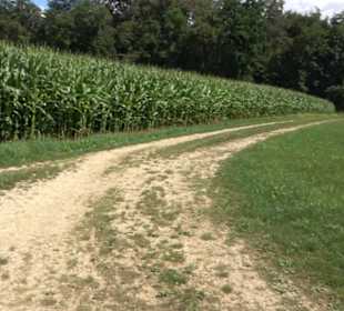 Burgruine Blankenstein