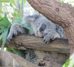 Chiang Mai Zoo - Koala