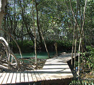 Zwischenstopp in den Mangroven