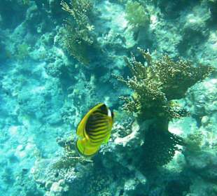 Unterwasserwelt Hotel Sharm Plaza