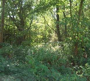 Naturschutzgebiet Taubergießen