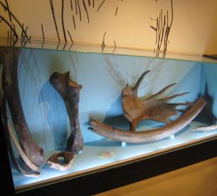 Rheinisches Landesmuseum