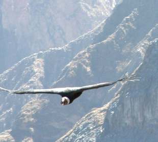 Anden-Condor