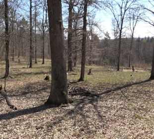 Waldkulturerbe Neuweiler Viehweide