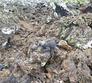 Schwarze Meerexen auf Tintoreas