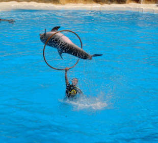 Delphin-Show
