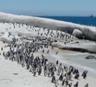 Pinguinmassen