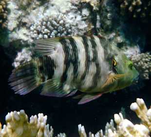 Schöne Unterwasserwelt