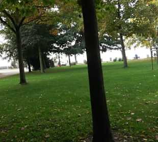 Mammutbaum im Stadtgarten