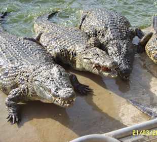 Ein Muss: Krokodilfarm ganz in der Nähe