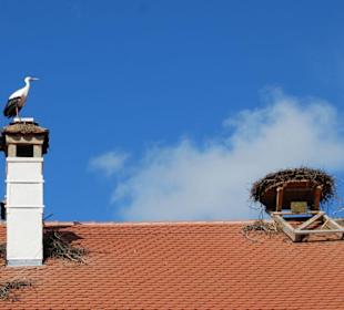 Storchennest