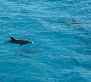 Schnorcheltour zu den Delfinen
