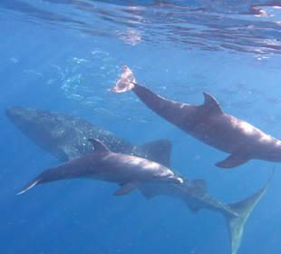 Delphine mit Walhai