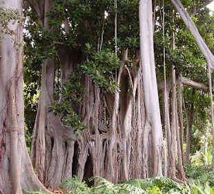 Botanischer Garten