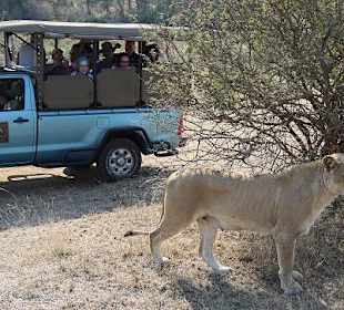Safari im Krueger Nationalpark