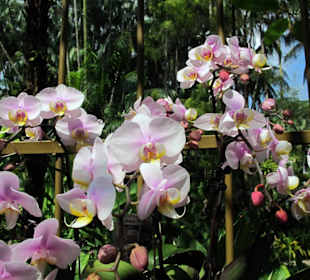 National Orchid Garden