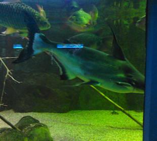 Tierpark Hellabrunn in München