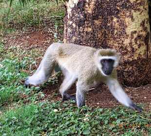 Tsavo West / - Ost / Amboselli