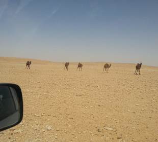 Jeep-Tour Ksar Ghilane
