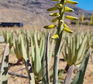 Mirador Degollada de Las Yeguas