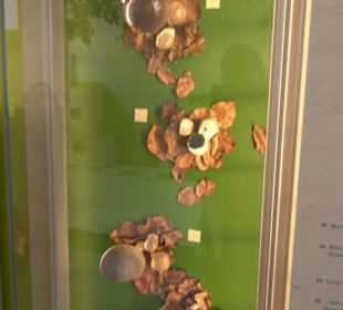 Museum für Naturkunde