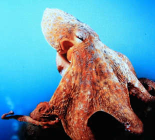  Ozeanographisches Museum Monaco