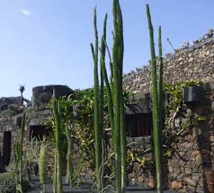 Im Kaktusgarten